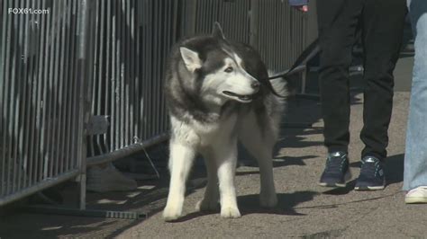 UConn mascot Jonathan flying to Houston for Final Four | fox61.com