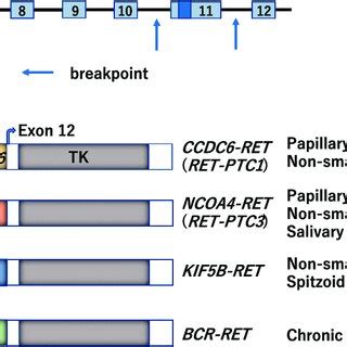 RET rearrangement in human cancer. A. Breakpoints in the RET gene. The ...