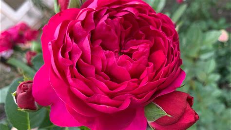 Роза Аскот ( Rose Ascot) осеннее цветение 1 сентября 2020 г. Киев ...