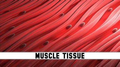 Muscle Tissue Characteristics Structure Types And Function Rajus