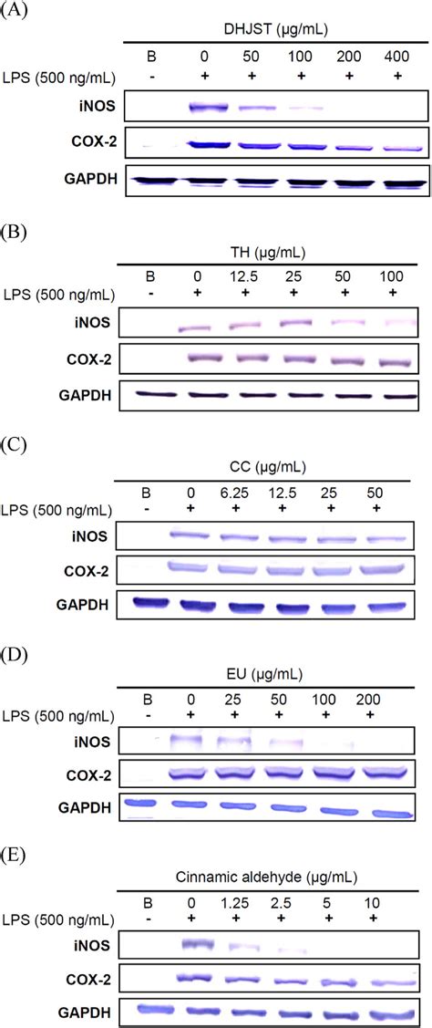 Regulatory Effect On Lipopolysaccharide Lps Induced Inos And Cox 2