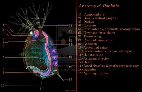 Flea Anatomy