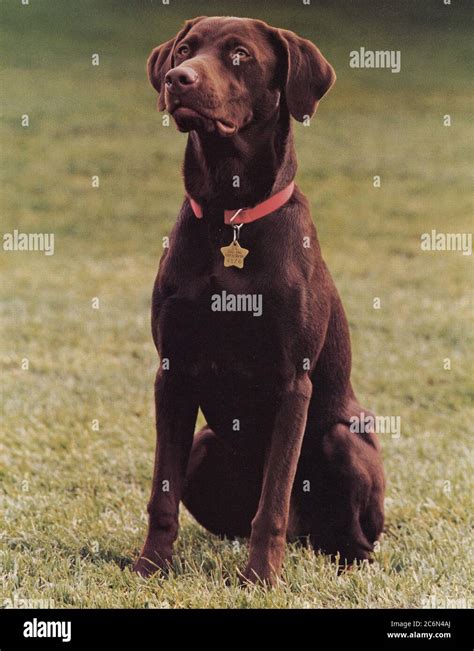 4/22/1998 - Official Portrait of Buddy the Dog Stock Photo - Alamy