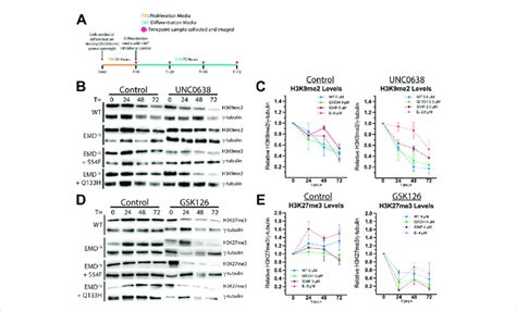 H3K9me2 and H3K27me3 are reduced by histone methyltransferase... | Download Scientific Diagram