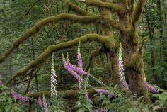 Foxgloves near Mt.Baker Washington. doughammerphotography.com Puget ...