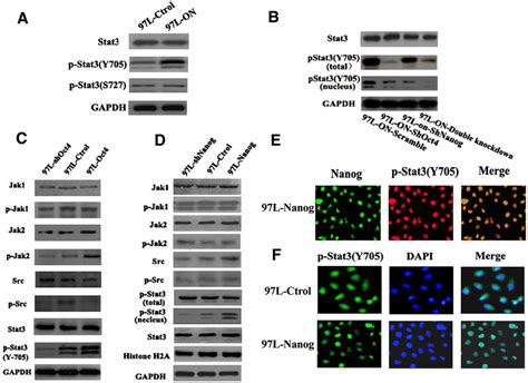 Oct4 Nanog Regulates EMT By Activating Stat3 Pathway A Stat3