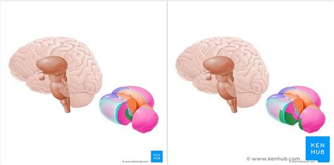 Thalamus Anatomy Nuclei Function Kenhub