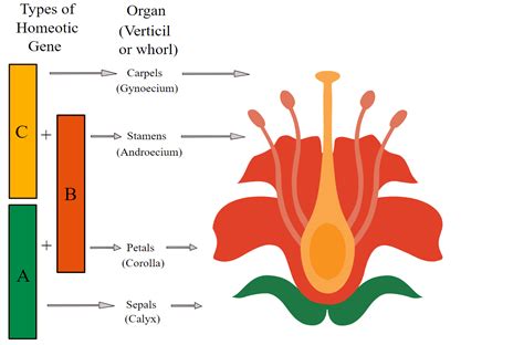 Abc Model Of Flower Development The Abc Genes In Arabidopsis Biology