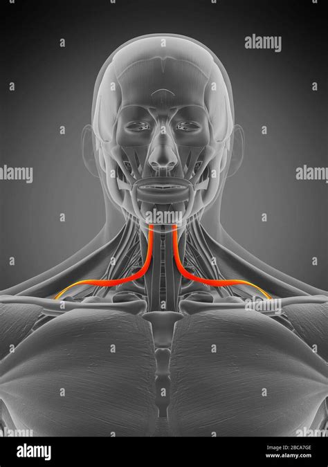 Omohyoid muscle, illustration Stock Photo - Alamy