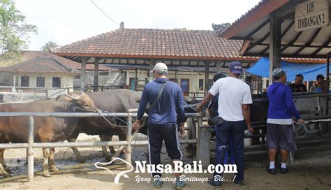 Nusabali Bpbd Badung Optimis Pasar Hewan Beringkit Dibuka