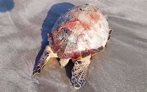 Encuentra Tortuga Muerta En Playa Mart Por Quedar Atrapada En Una