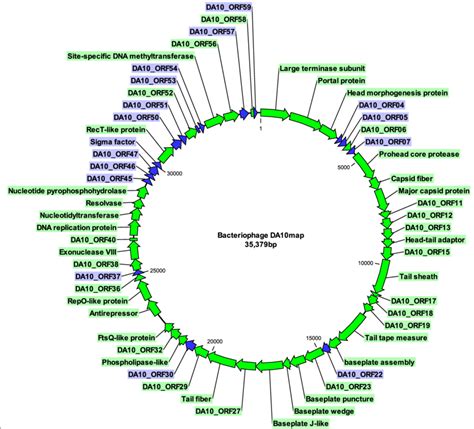 Circular Map Of Campylobacter Bacteriophage DA10 Open Reading Frames