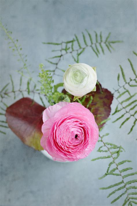 Banco de imagens plantar branco flor pétala ramalhete rosa