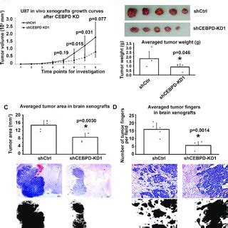 Cebpd Knockdown Inhibited Xenograft Tumor Growth And Invasion Capacity