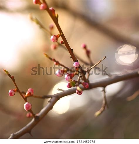 Prunus Mandshurica Manchurian Apricot Scout Apricot Stock Photo