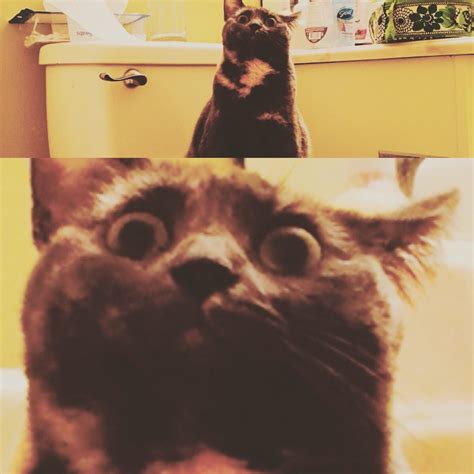 When Your Cat Sees You Naked Cute Overloaded