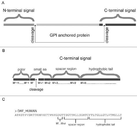 Structure Of Gpi Anchored Proteins A Signals Of Gpi Anchored Download Scientific Diagram