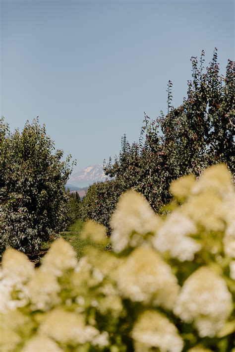 The Orchard Hood River Wedding Hood River Or Krysta Nick