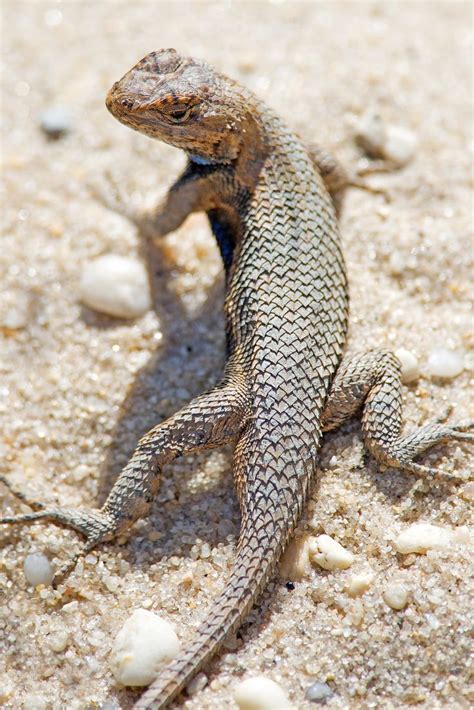 Eastern Fence Lizard Wallpapers Wallpaper Cave