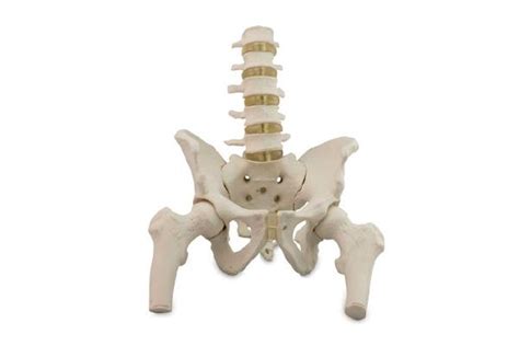 Modelo De Pelvis Con Vertebras Lumbares Y Y Cabezas De Femur