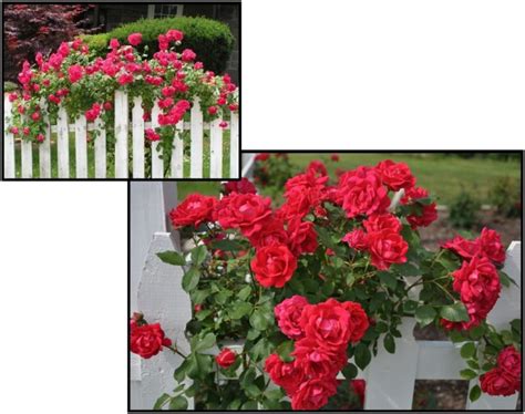 CLIMBING ROSE BLAZE Hinsdale Nurseries Welcome To Hinsdale Nurseries