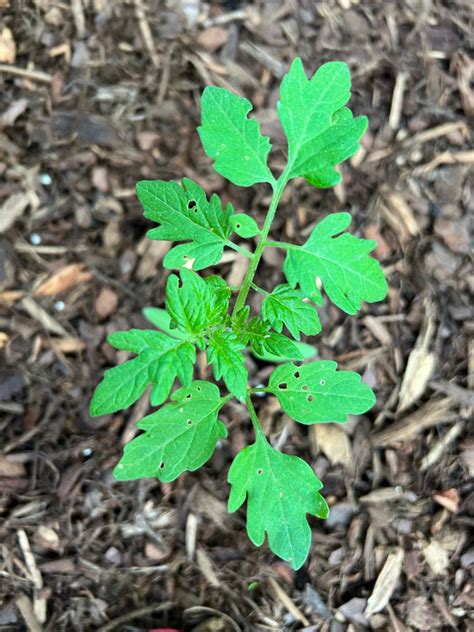 Urgent What Is Eating My Tomato Plant Leaves