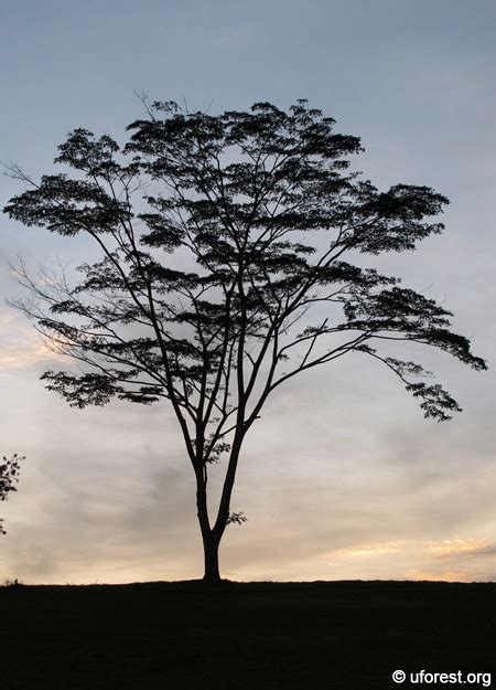 Albizia Falcataria Moluccana