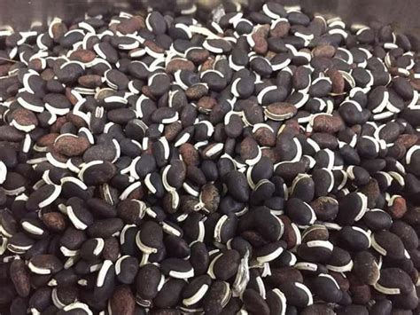 Bataw seeds for planting (30 seeds) | Lazada PH