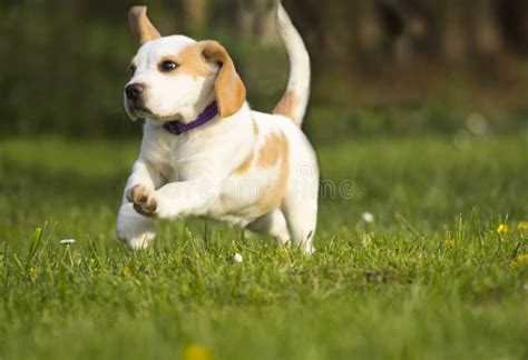 Beagle Fotos Libres De Derechos Y Gratuitas De Dreamstime