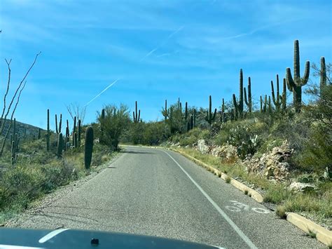 Saguaro National Park: East vs West Compared - UponArriving