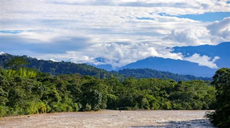 Descubren Nueva Especie De Rbol Raro Y End Mico En Ecuador