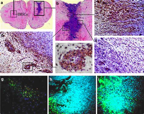 Immunohistochemical And Immunofluoresence Staining Of Whole Brain