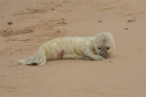 Adorable Image Shows Newborn Seal Appearing To Smile With Delight