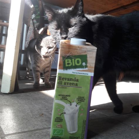 Bio Pam E Panorama Bevanda Di Avena Reviews Abillion