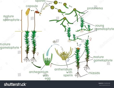 Moss Life Cycle Diagram Life Cycle Vector có sẵn miễn phí bản quyền