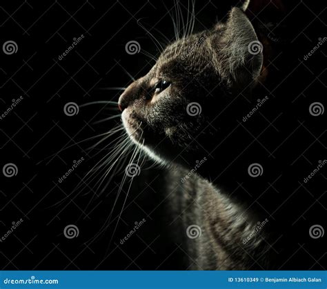 Side Profile Portrait Of Cat Royalty Free Stock Images - Image: 13610349