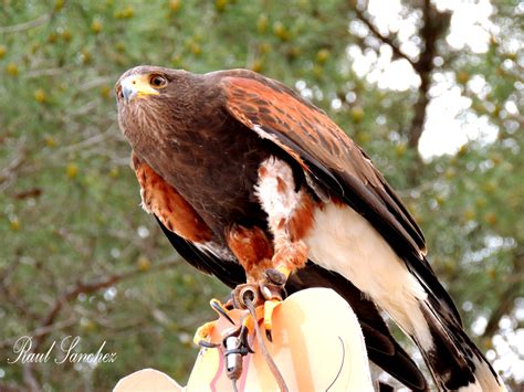 Naturaleza Viva Guila De Harris Parabuteo Unicinctus