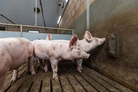 Uk Pig Population At Record Low