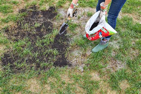 Easy Lawn Repair For Patchy Grass Using Seed Or Sod