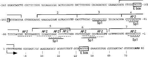 Figure From Advances In Brief Cloning Of Human Telomerase Catalytic