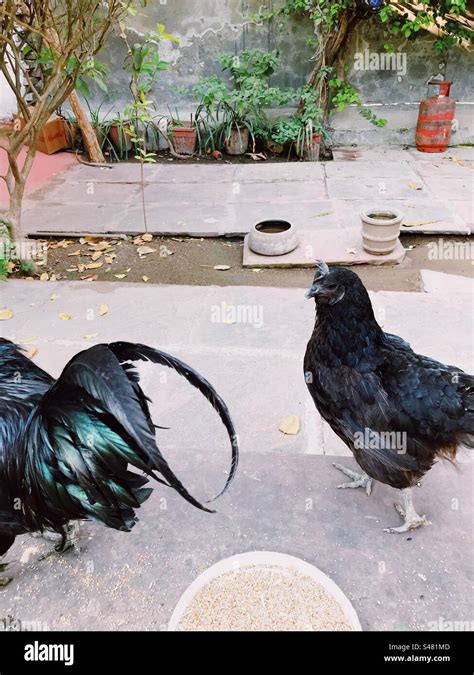 Kadaknath Chicken Hi Res Stock Photography And Images Alamy