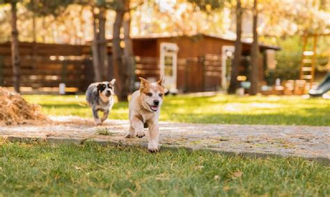 Arti Mimpi Anjing Masuk Rumah Menurut Islam Primbon