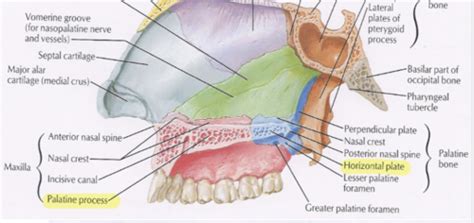 Bms Oral Cavity I Flashcards Quizlet