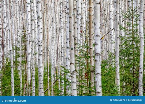 Birch Forest White Tree Trunks In Autumn Stock Photo Image Of Fresh