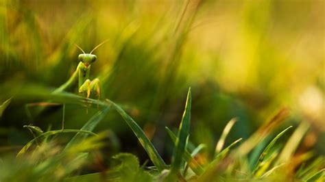 Wallpaper X Px Closeup Depth Of Field Detailed Grass