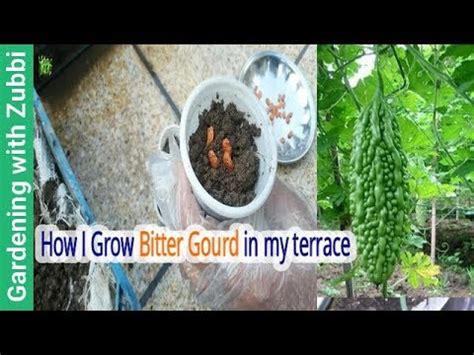 How To Grow Bitter Gourd From Seed Grow Karela In Winter