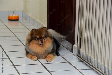 Dog Lying On The Floor World Animal Day Animal Adoption Day Adopt