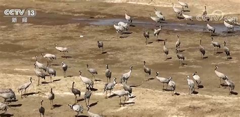 内蒙古多地水库湿地迎大批候鸟 万鸟翔集 和谐美丽界面新闻 · 中国