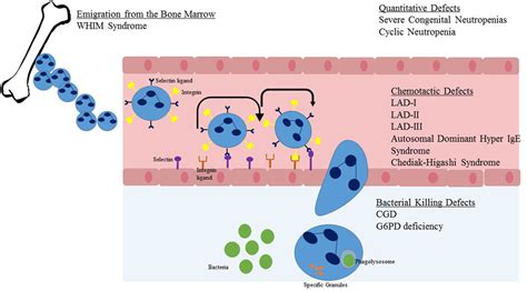 Frontiers Neutrophil Evolution And Their Diseases In Humans