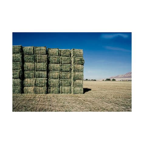 Premium Rhodes Grass Hay Bales For Animal Feed And Forage Best Quality